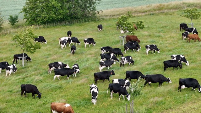 Troupeau de vache